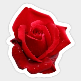 In the Heart of a Red Rose Sticker